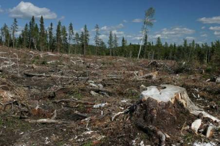 A once wooded forest destroyed