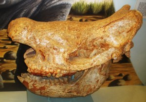 The skull of the Ceratotherium neumayri