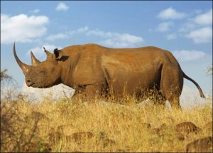 A Rhino in an Acacia Savanna